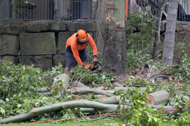 The Steps Involved in Our Tree Care Process in Steep Falls, ME